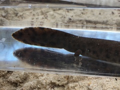 Necturus beyeri