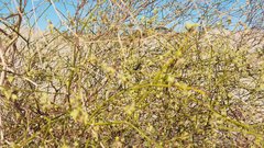 Eriogonum deserticola