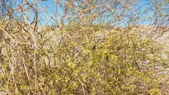 Eriogonum deserticola