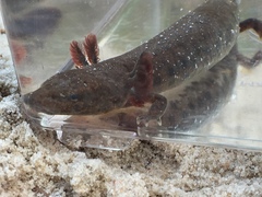 Necturus beyeri