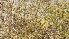 Eriogonum deserticola