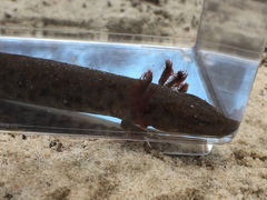 Necturus beyeri