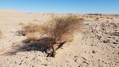 Eriogonum deserticola