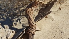 Eriogonum deserticola