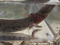 Necturus beyeri