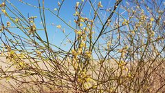 Eriogonum deserticola