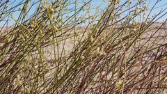 Eriogonum deserticola