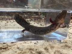 Necturus beyeri