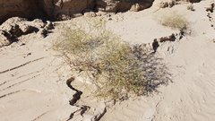 Eriogonum deserticola