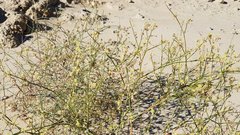 Eriogonum deserticola