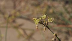 Eriogonum deserticola