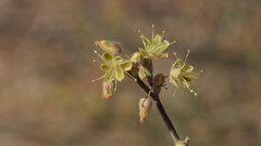 Eriogonum deserticola