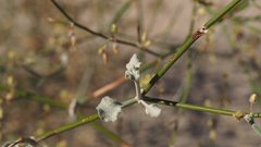Eriogonum deserticola