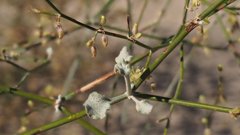 Eriogonum deserticola