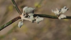 Eriogonum deserticola