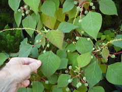 Homalanthus populifolius