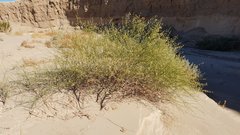 Eriogonum deserticola