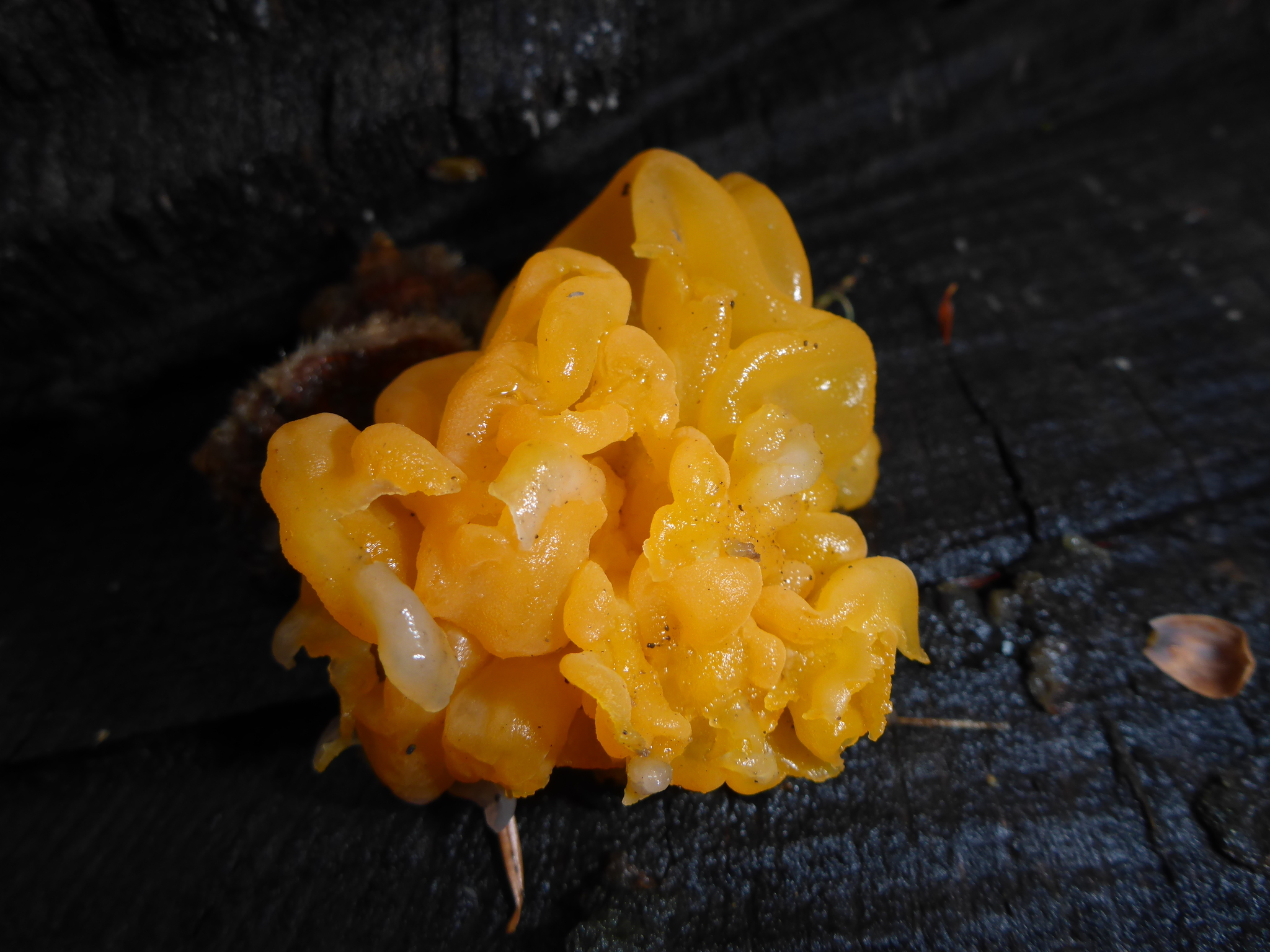 Dacrymyces chrysospermus image