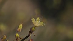 Eriogonum deserticola