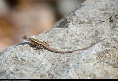 Sceloporus grandaevus