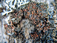 Phaeophyscia rubropulchra image