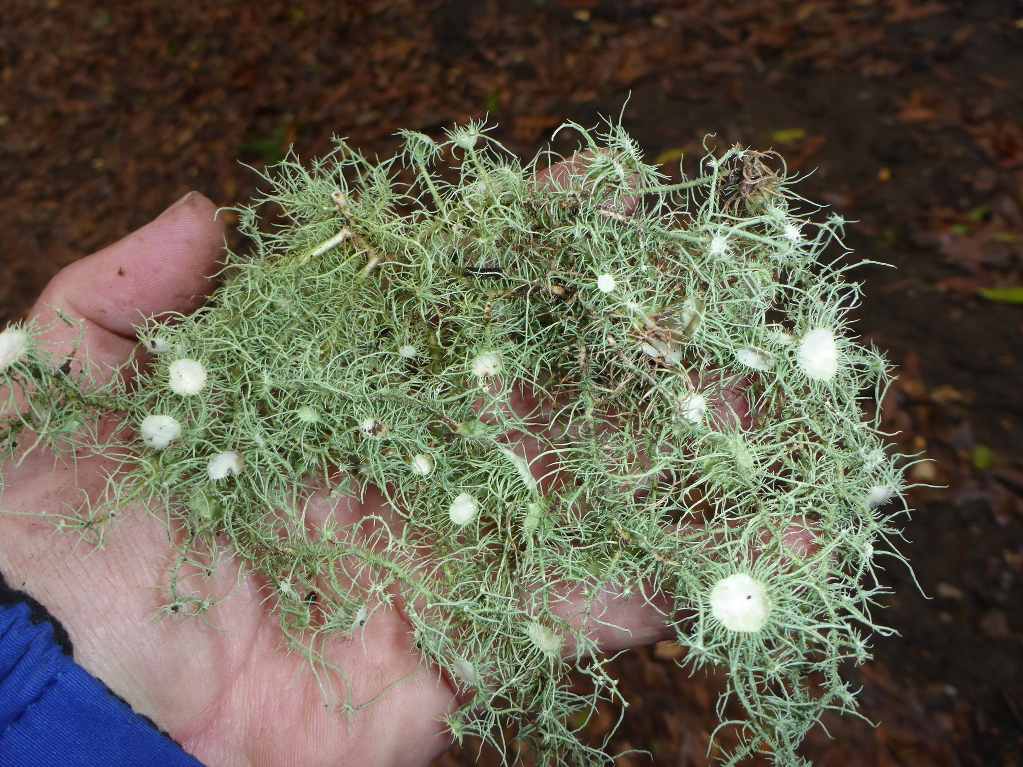 Usnea image