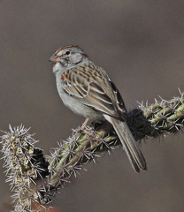 Rufous-Winged Sparrow photo 5