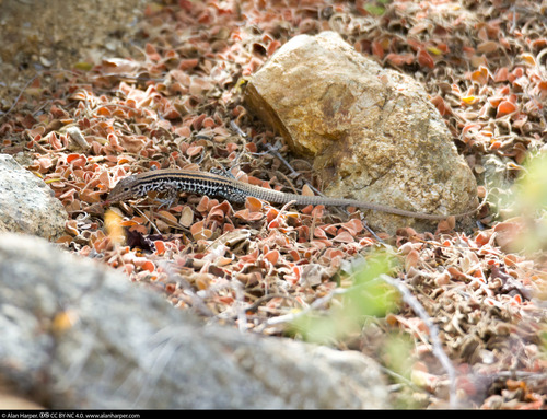 Cerralvo Island Whiptail