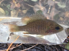 Lepomis miniatus