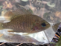 Lepomis miniatus