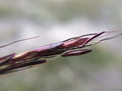 Dichanthium