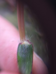 Dichanthium