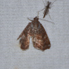 Amyna bullula