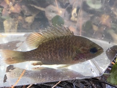 Lepomis miniatus