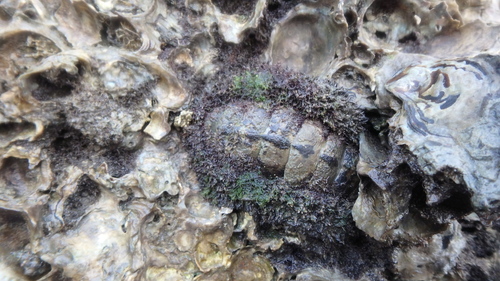 Jewelled Chiton