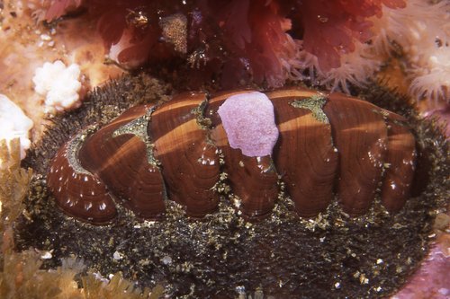 hairy chiton (Chaetopleura papilio) · iNaturalist