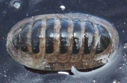 Coat-of-mail Chiton