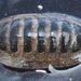 Coat-of-mail Chiton - Photo (c) Magne Flåten, some rights reserved (CC BY-SA)
