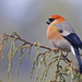 Red-headed Bullfinch - Photo (c) clicque, some rights reserved (CC BY-NC), uploaded by clicque
