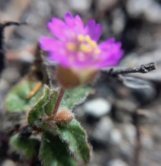 Allionia choisyi