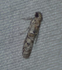 Zamagiria australella