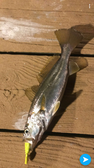 Cynoscion arenarius