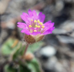 Allionia choisyi