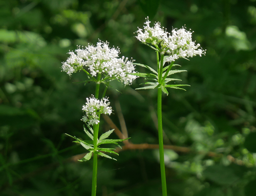 Valeriana officinalis