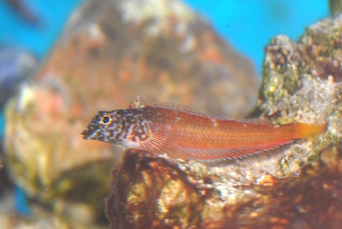 Small Triplefin Blenny, photo 7 of 8