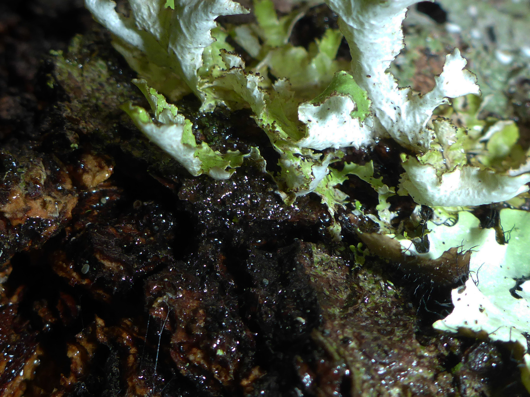 Tuckermannopsis image