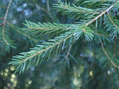 Picea morrisonicola