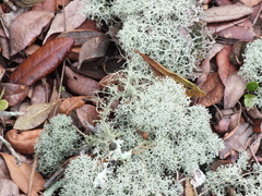 Cladonia evansii