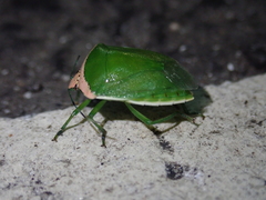 Glaucias crassus