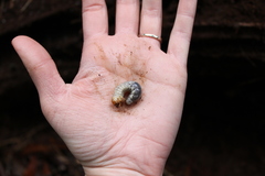 Apterocyclus honoluluensis